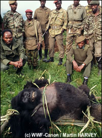 Op 21 mei 1992 kwam de berggorilla Mrithi om het leven tijdens de conflicten in Rwanda. Hij werd vervoerd door het Rwandese leger.
