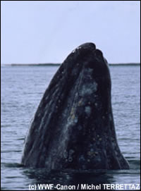 Grijze walvis Rode Lijst