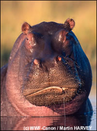 De populaties nijlpaarden kenden een drastische terugval van 33.000 dieren in 1986 tot 3.000 in 1996