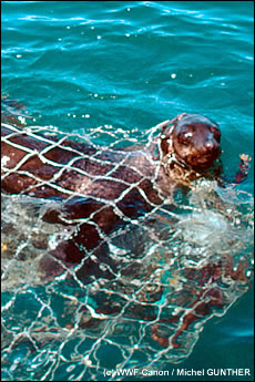 Deze zeehond raakte verstrikt in een visnet