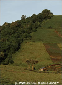 Ontbossing om landbouwgrond te verschaffen. Nationaal Park van Virunga, Democratische Republiek Congo.