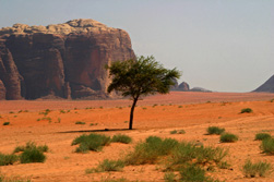 Wadi Rum, zeer verscheiden landschappen