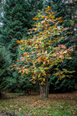 Magnolia of beverboom