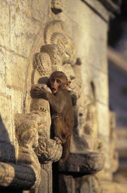 Apen zijn er alom tegenwoordig, niet alleen in de jungle maar ook in de steden en in de tempels