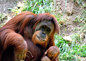 /99/Mysterie/Orangutan_Cincinnati_Zoo_002.jpg