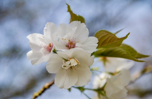 natuur