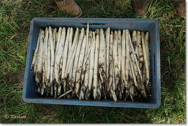 asperge