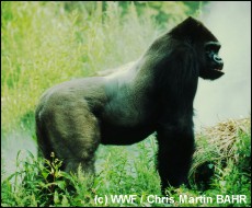 Oostelijke laaglandgorilla