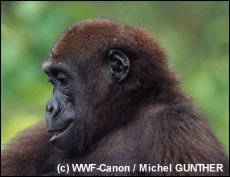 Westelijke laaglandgorilla