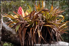 bromelia's
