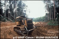 Houtbedrijven maken wegen aan tot diep in het bos en maken zo de weg vrij voor stropers.