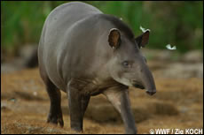 tapir