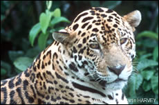 jaguar