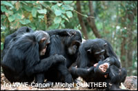Het 'vlooien' is de belangrijkste bezigheid in de groep