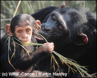 Een chimpanseewijfje kan jongeren krijgen tot ze 40 jaar oud is.