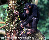 Chimpansees gebruiken een stok om termieten te verschalken