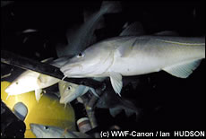 De afgelopen 30 jaar zijn de kabeljouwvangsten wereldwijd gedaald met 70%