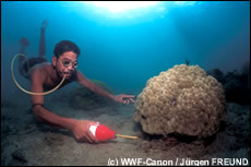 visserij met cyanide