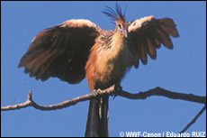 hoatzin huppé