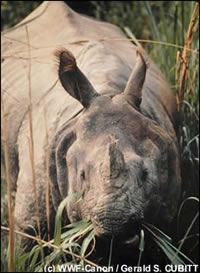 de indische neushoorn