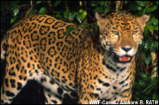 jaguar