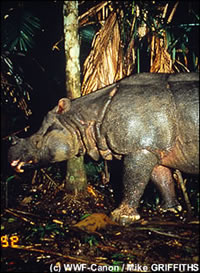 de javaanse neushoorn