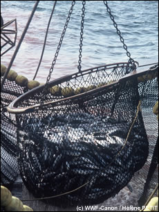 een actieve vismethode