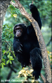 chimpansee