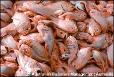 Industriële visserij in de Atlantische dorie