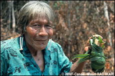 Het Amazonegebied is een enorme apotheek