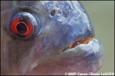 piranha
