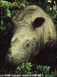 de sumatraanse neushoorn