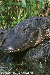 In 1980 kwamen grote hoeveelheden dicofol (een aan DDT verwant product) en andere chemsiche stoffen terecht in het meer Lake Apopka in Florida. Tijdens de 4 daarop volgende jaren daalde het aantal alligators met 90%. De populatie heeft zich nooit hersteld.