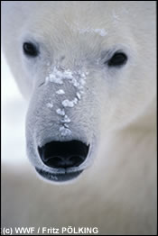 Zelfs op de noordpool staan dieren bloot aan een hoge mate van chemische vervuiling.
