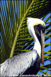 De bruine pelikaan (Pelecanus occidentalis) werd bijna uitgeroeid door het gebruik van DDT.