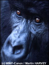 De blik van een gorilla kan zeer indringend zijn