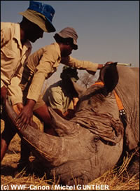 De witte neushoorn in Zimbabwe wordt uitgerust met een zendertje
