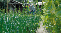 Biologisch tuinieren - groenten