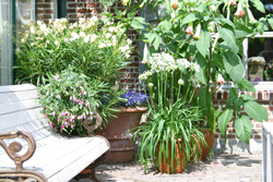 Potplanten en bloembakken