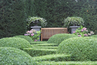 Buxus