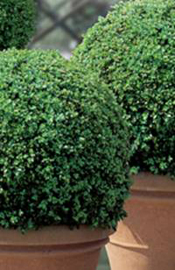 Buxus