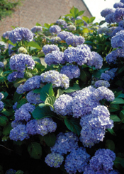 Hortensia's