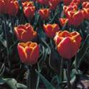 Tulp - Tulipa