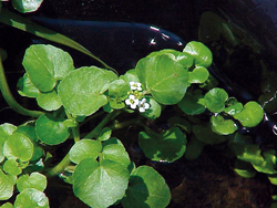 Dossier Vitaliteit - Waterkers