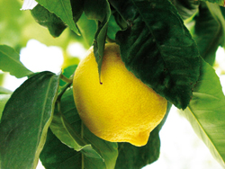 Dossier Vitaliteit - Citrusboom