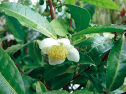 Dossier Vitaliteit - Groene thee