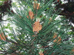 Dossier Vitaliteit - Pijnboom