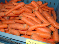 Copywright WWF-Belgium