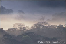 Planten verliezen water door evaporatie