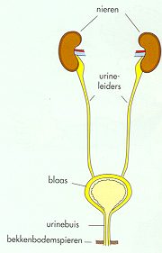 Tekening ter illustratie waar de nieren en de blaas liggen.